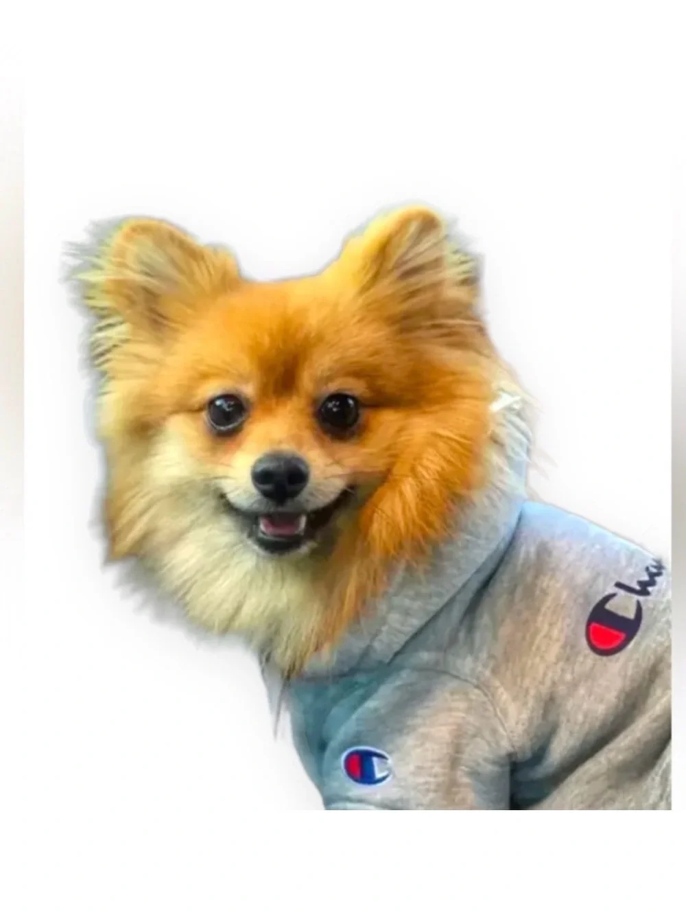 Champion Dog Hoodie Sweatshirt, Light Heather Gray, Size XS